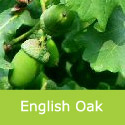English Oak Tree Leaf